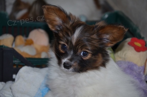 PAPILLON - �t���tko kluk