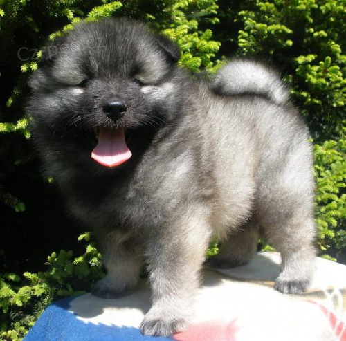 N�meck� �pic vl�� / keeshond �pi�kov� �t��ata s PP