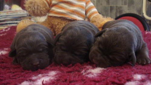 Labradorsk� retriever - �okol�dov� �t���tka s PP