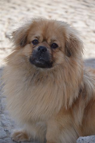 tibetsk� �pan�l