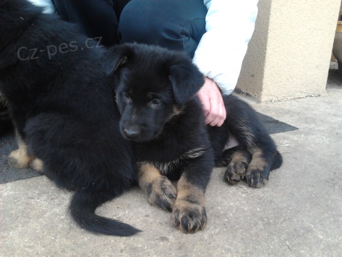 N�meck� ov��k