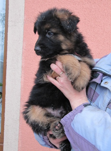 N�meck� ov��k - n�dhern� pejsek s PP - ji� k odb�ru!