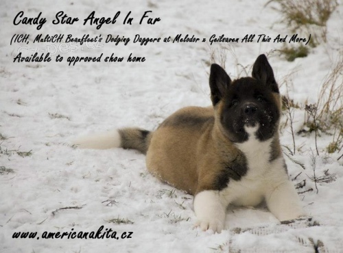 Prod�m �t���tko Americk� Akity