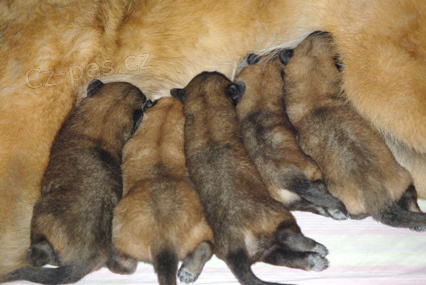 �t���tka Belgick� ov��k - Tervueren s PP