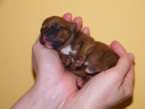 Staford�irsk� bulteri�r