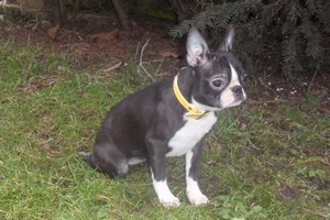 Bostonsk� terier - fene�ka s pp