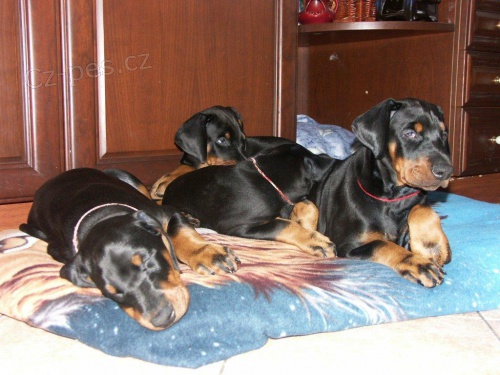 Dobrman - �t��ata s PP - ODB�R IHNED!