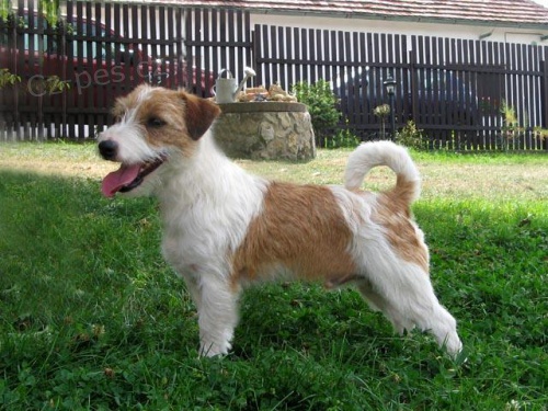 Jack Russell Teri�r 