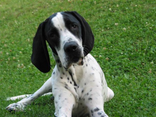 Auvergnesk� oha�