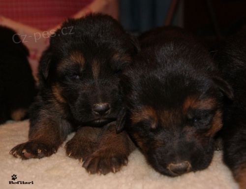 N�meck� ov��k - �t��ata s PP