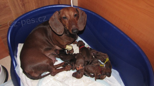 Jezv��k hladkosrst� standard