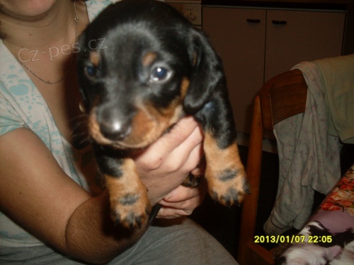 Jezev��k hladkosrst� standart