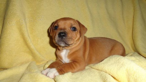 Staford��rsk� bulterier pejsek s  PP - odb. 2/13