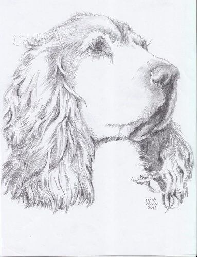 Tu�kopsi - Milujete du�e ps�? K��a v�m je nakresl�!