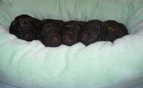 Pudl st�edn� hn�d� s PP