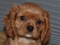 Kaval�r King Charles �pan�l 