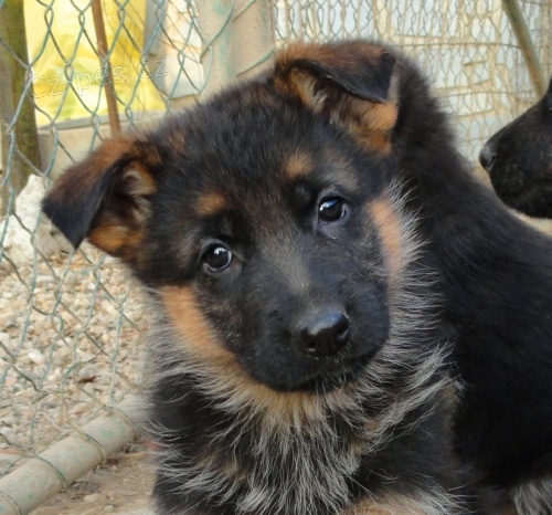 N�MECK� OV��K, �t��ata s PP v atraktivn� barv� (v�b�rov� chov); typ REX 