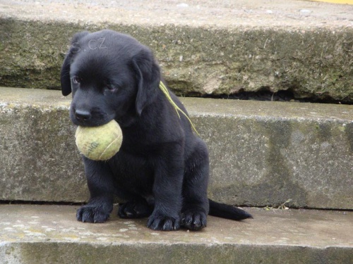 Prod�m �t�nata LR s PP