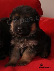 N�meck� ov��k - �t��ata s PP