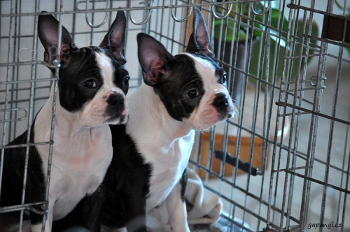 Bostonsk� terier - �t��ata