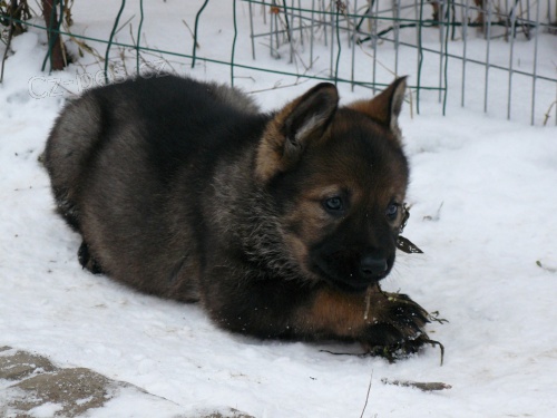 N�meck� ov��k - vlko�ed� pejsek