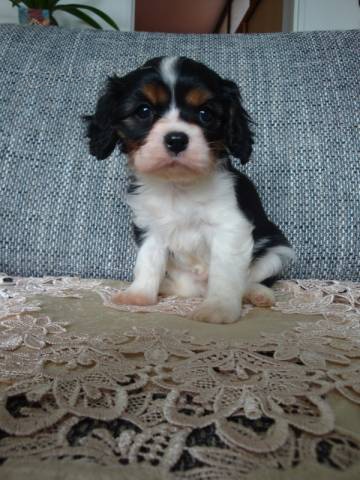 Kaval�r King Charles �pan�l