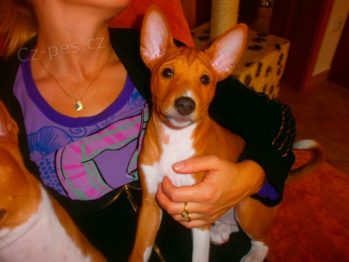 prod�m pejska basenji