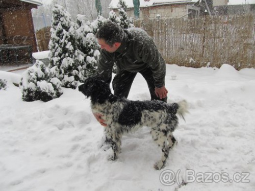 Velk� m�nsterlandsk� oha�, zad�m �t��ata