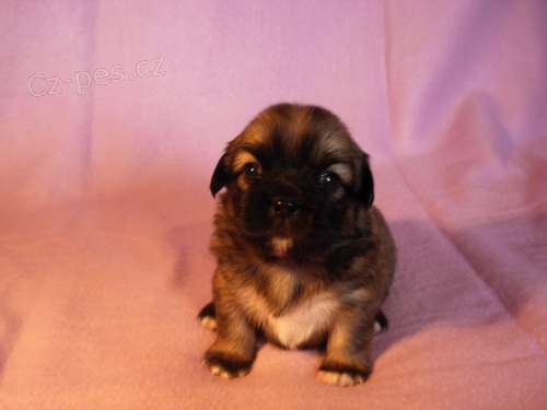 Tibetsk� �pan�l �t��ata