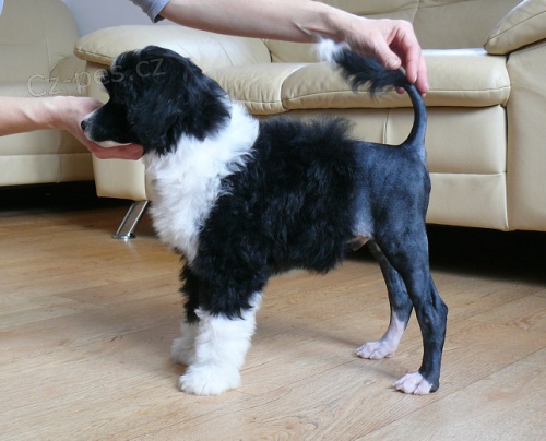 Portugalsk� vodn� pes - CH Jemalle