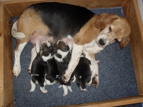 �t��ata beagle