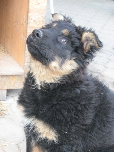 �t��ata Chodsk�ho psa