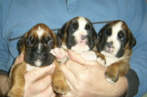 �t��ata boxer�