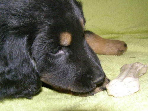 �t���tka Hovawart� s PP