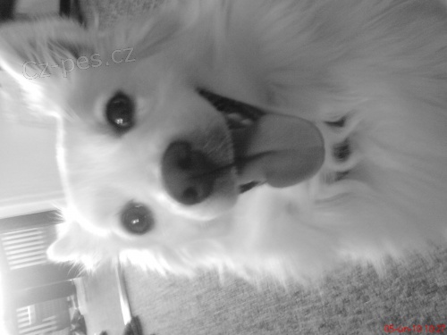 Hled�me pejska ke kryt�