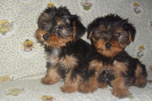 Jork��rsk� terier - �t��ata bez pp