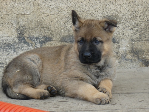 N�meck� ov��k - pejsek s PP