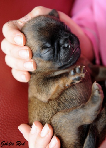 �t���tka - brabant�k