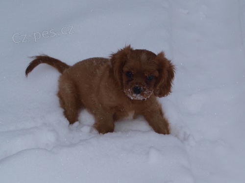 Kaval�r King Charles �pan�l 