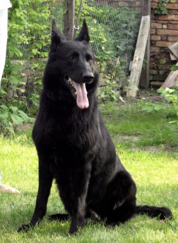 N�meck� ov��k