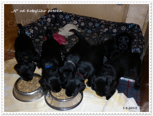 Kn�ra� st�edn� �ern�