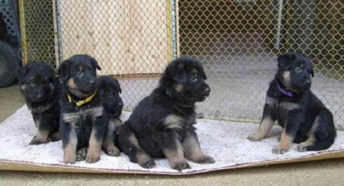 Prod�m n�meck�ho ov��ka s PP