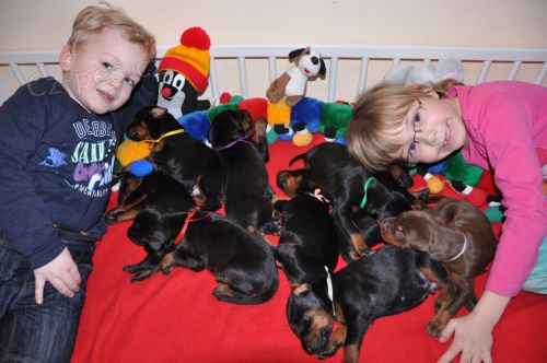 Dobrman - �t���tka s PP