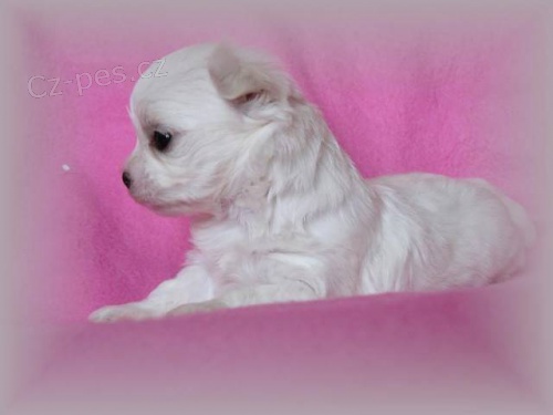 �pi�kov� malt�z��ek s PP