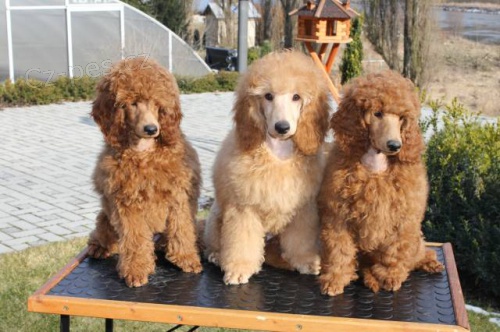 Pudl st�edn� apricot a �erven�