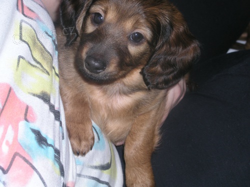 prod�m fenku jezev��ka