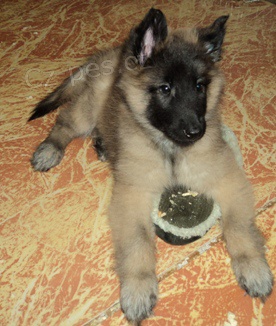 �t���tka Belgick� ov��k - Tervueren s PP