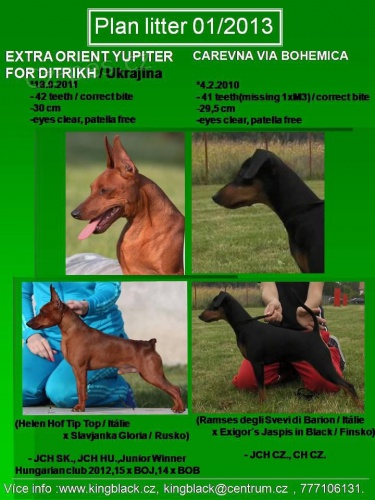 Trpasli�� pin� s PP