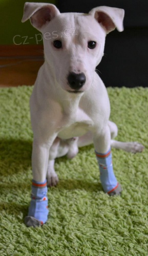 Jack - kr�sn� to chlap�k