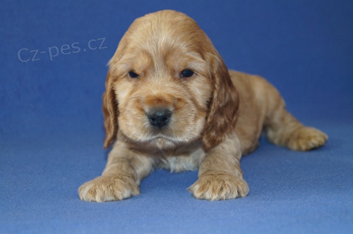 Anglick� kokr�pan�l